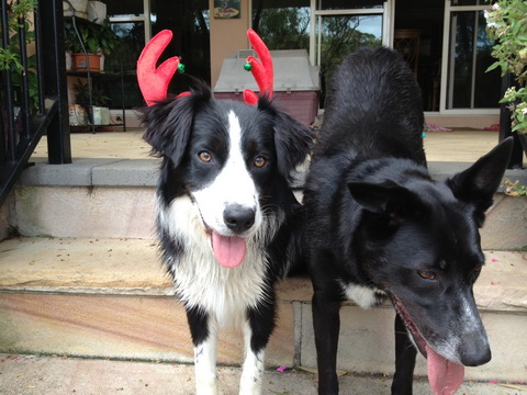 Christmas dogs cropped