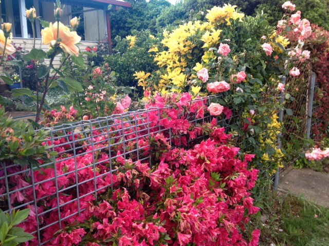 Tumbarumba roses