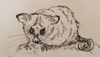 Possum sketch cropped