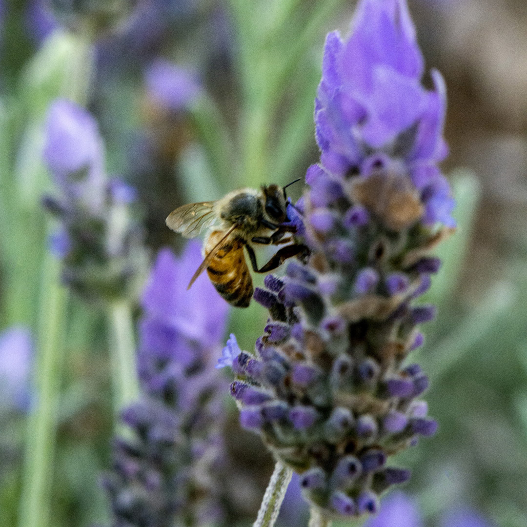 WG Bee and Lavender